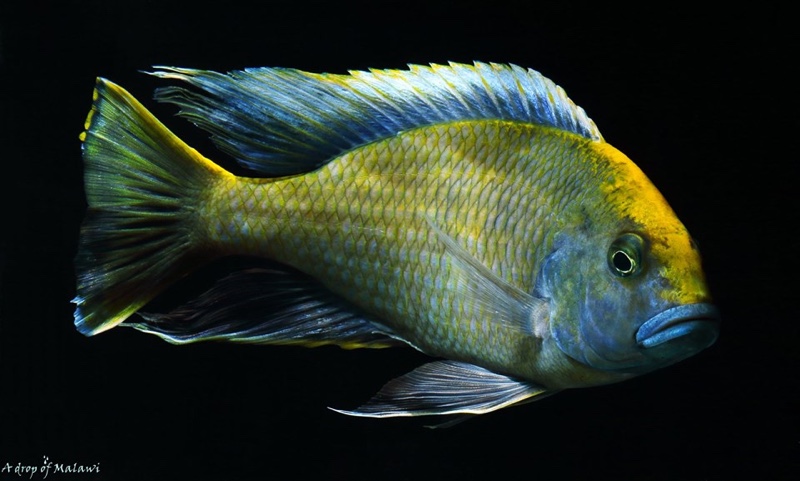 Nimbochromis venustus